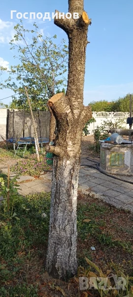 Ствол на стара череша, снимка 1