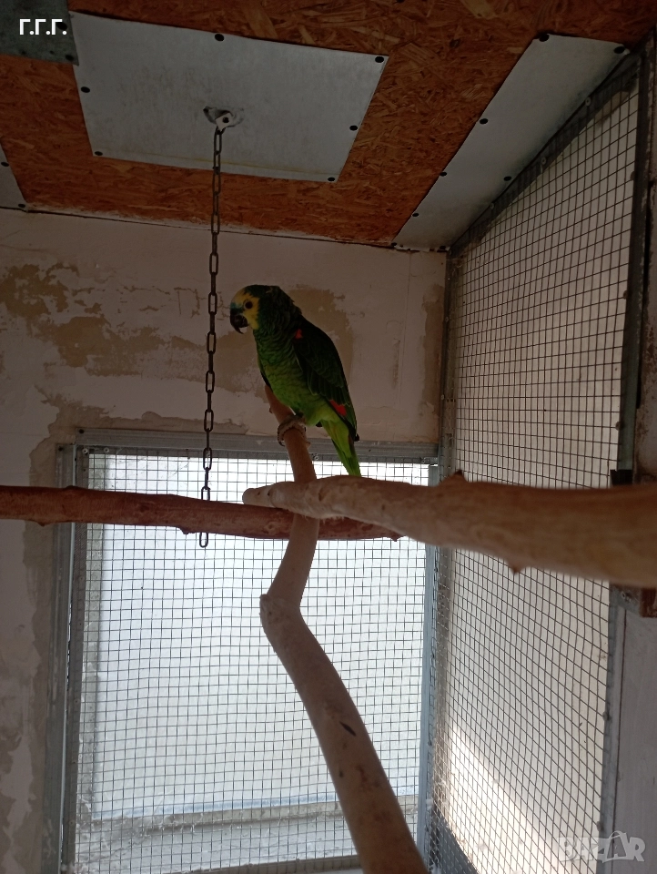 Женска синьочела амазона , снимка 1