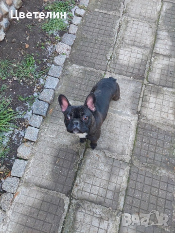 Френски булдог