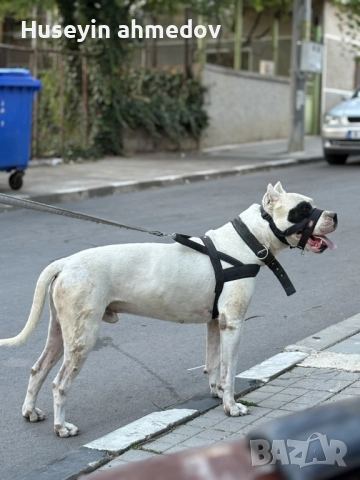 Мъжко уче Дого Аржентино , снимка 7 - Дого аржентино - 52894100