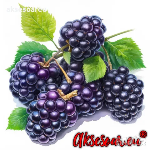 Нови 100 бр Висококачествени органични плодови семена от хранителна Къпина вкусни къпини антиоксидан, снимка 15 - Сортови семена и луковици - 50332727