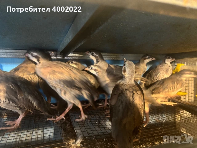 Фазани и кеклици, снимка 3 - Други - 51012673