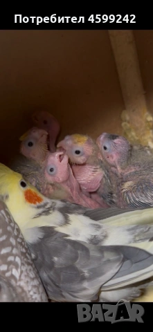 Бебета Корели , снимка 3 - Папагали - 53298173