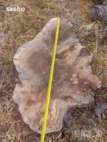 шайби от изсъхнал орех , снимка 9 - Декорация за дома - 50315436