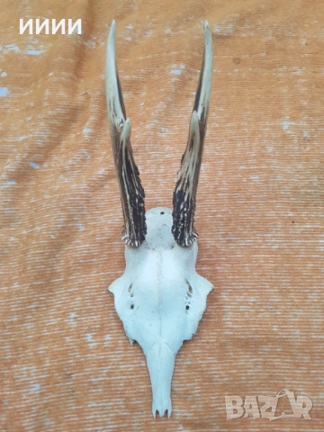 Ловен трофей Сръндак 3