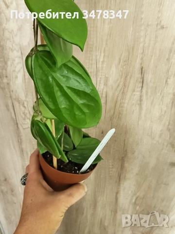 Хоя Vangviengiensis