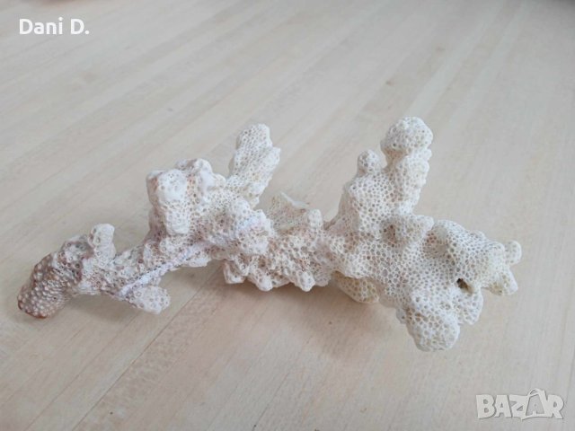 красив екзотичен корал от Малдивите