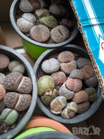 Lithops/живи камъчета/, снимка 13 - Стайни растения - 39521079