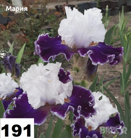 Сортови вискоки ириси /брадати ириси, снимка 14 - Градински цветя и растения - 51459181