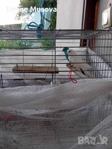 Пойни папагали, снимка 3 - Папагали - 52554141