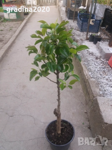 МИНИ Плодни дръвчета-Перфектни за малка градина или вътрешен двор / тераса., снимка 8 - Градински цветя и растения - 27247024