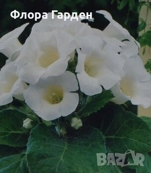 ГЛОКСИНИЯ и ГЛАДИОЛ - Грудки/ПРЕДВАРИТЕЛНИ ПОРЪЧКИ, снимка 2 - Сортови семена и луковици - 49236279