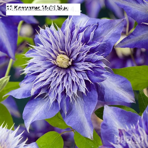 Клематис налични 28 вида, снимка 15 - Разсади - 48740865