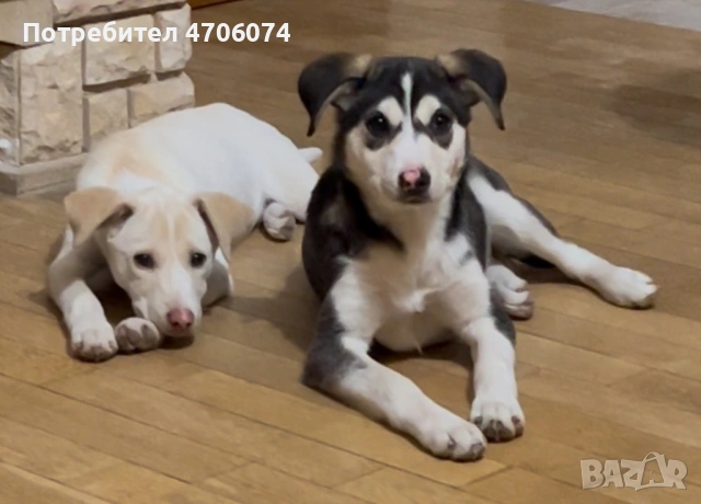 Подарявам женски кученца обезпаразитени, ваксинирани с паспорти