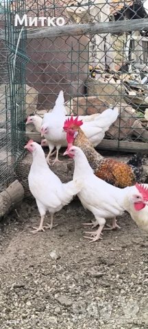 Кокошки бял  легхорн носачки , снимка 1