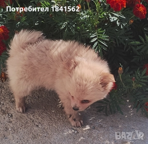 Продава се , снимка 4 - Пинчер - 52245638