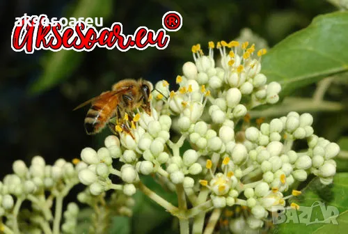 Продавам 400 висококачествени семена от медоносното дърво на пчеларя Еводия Даниели и разсад дръвчет, снимка 3 - Сортови семена и луковици - 49061583