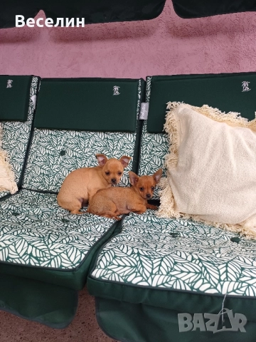 мъжки чихуахуа , снимка 2 - Чихуахуа - 51732034