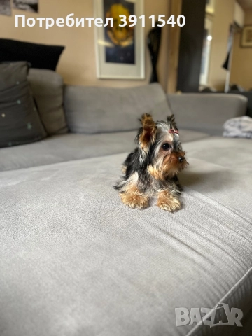 Йоркширски териер, снимка 3 - Йоркширски териер - 52524099