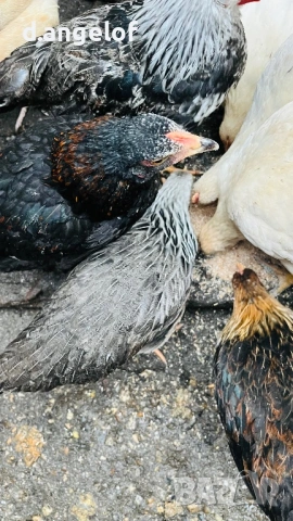 Пилета слелски шарени яйца, снимка 2 - други­ - 53379311