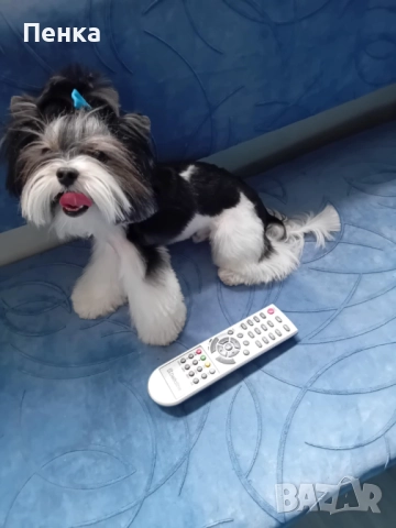 Мини бивер йоркширски териер за разплод 