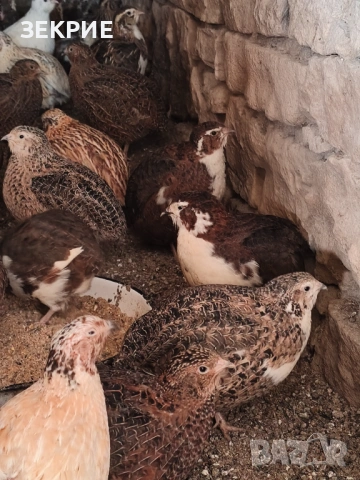 Продавам Домашни   Яйца  от Пъдпъдъци 