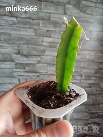 Разсад за питая(драконов плод), снимка 2 - Градински цветя и растения - 43755976