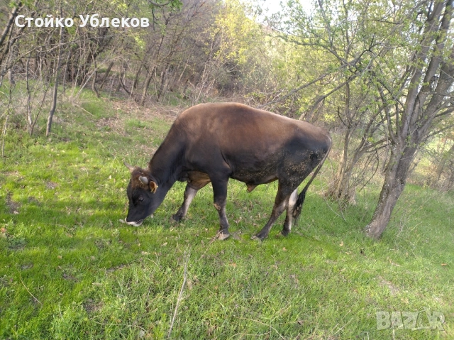 Теле,месодайно,600кг