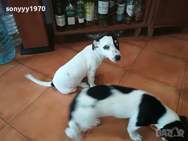 ДЖАКОВЕ СЛАДУРИ 0206221132, снимка 6 - Джак ръсел териер - 36956563