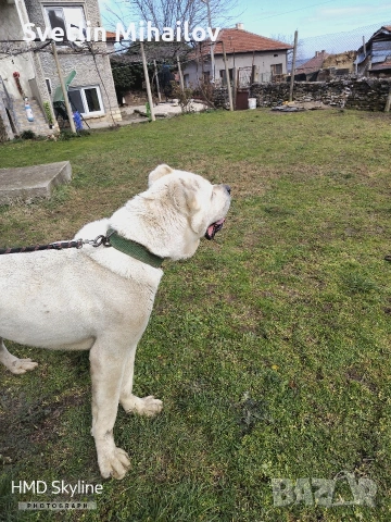 Продавам Мьжки Алабай Ваксиниран обезпаразитен , снимка 4 - Алабай - 53498408