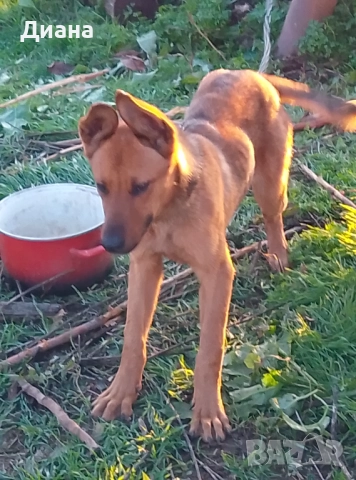 Белогиска овчарка, снимка 3 - Белгийска овчарка - 52668359