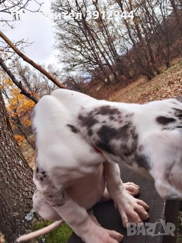 Кученце Немски дог , снимка 3 - Немски дог - 52495858