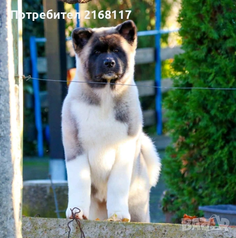 американска акита kученце, снимка 2 - Акита - 52153569