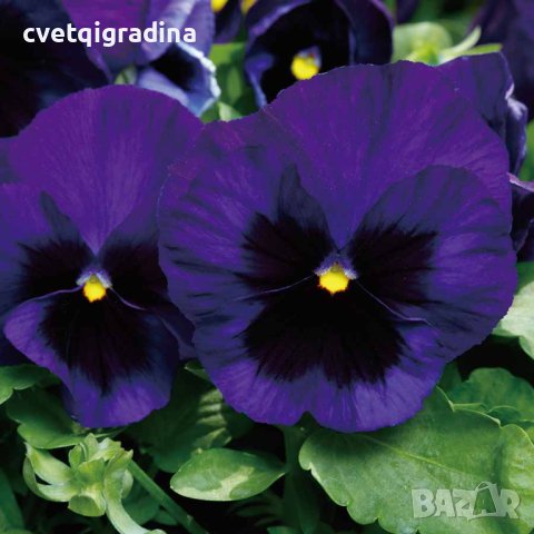 Viola Blue blotch(Виола едроцветна Синьо петно), снимка 3 - Градински цветя и растения - 43638114