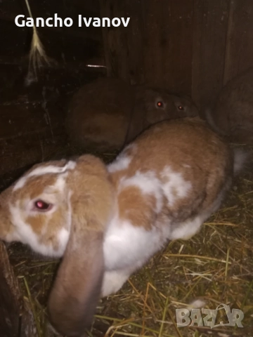 Продавам зайци... , снимка 4 - Други животни - 52702154