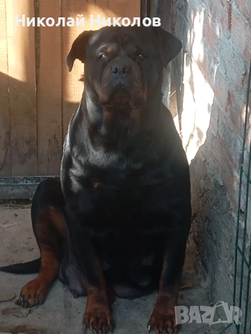 Ротвайлер , снимка 2 - Ротвайлер - 52700843