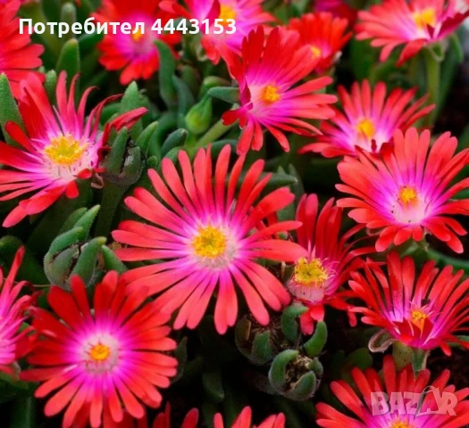 Делосперма , снимка 2 - Разсади - 50497975