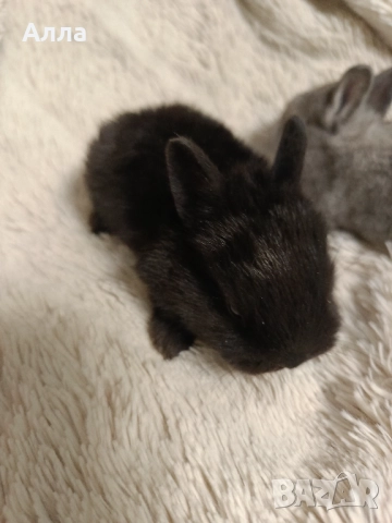В наличност има морски свинчета и зайчета, снимка 9 - Декоративни зайчета - 52735330