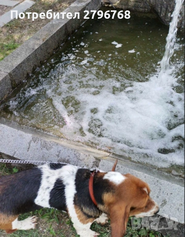 Търсим мъжко басет хаунд за поколение с Джина