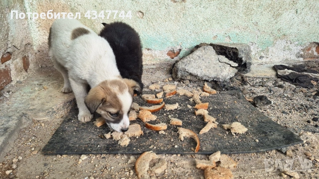 Подаряват се 6 малки кученца. , снимка 2 - Други - 53010116