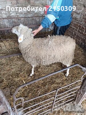 продавам шилета, снимка 1