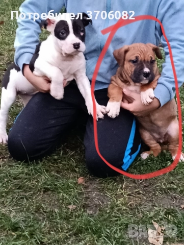 Породава се женска с поставена първа ваксина и паспорт , снимка 3 - Американски стафордширски териер - 52804704