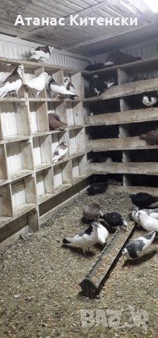 ПАЗАРДЖИШКИ ВИСОКО ЛЕТЦИ ЗА ДЪЛГОТРАЕН ВИСОК ПОЛЕТ, снимка 6 - Гълъби - 27987390