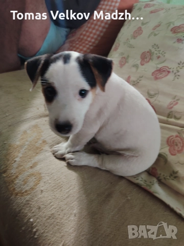 Джак ръсел териер, снимка 1