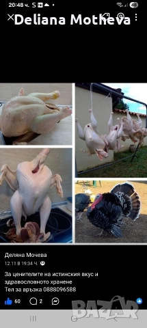 Домашни пуйки 