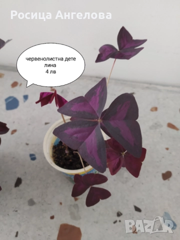 Детелина червенолистна, снимка 2 - Стайни растения - 52615402