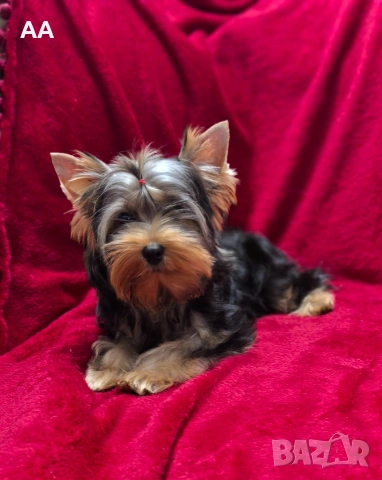 Йоркширски териер-момче, с родословие