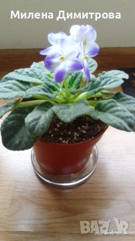 Сентполия - Африканска теменужка , снимка 6 - Стайни растения - 51164051