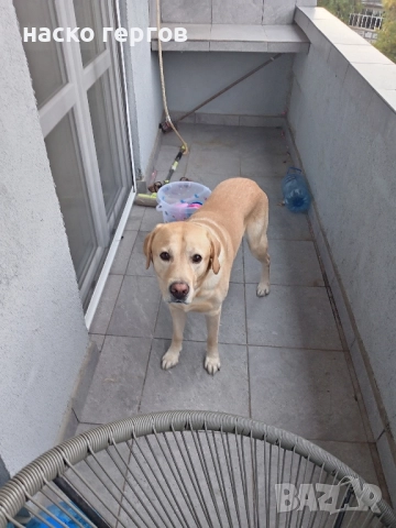 лабрадор за разплод, снимка 3 - Лабрадор ретривър - 52281708