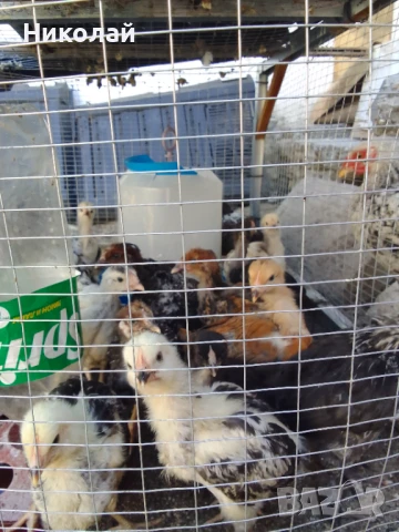 пилета и подрастващи , снимка 14 - други­ - 47081230